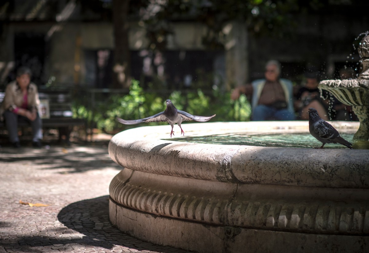 Birds in a fountain.