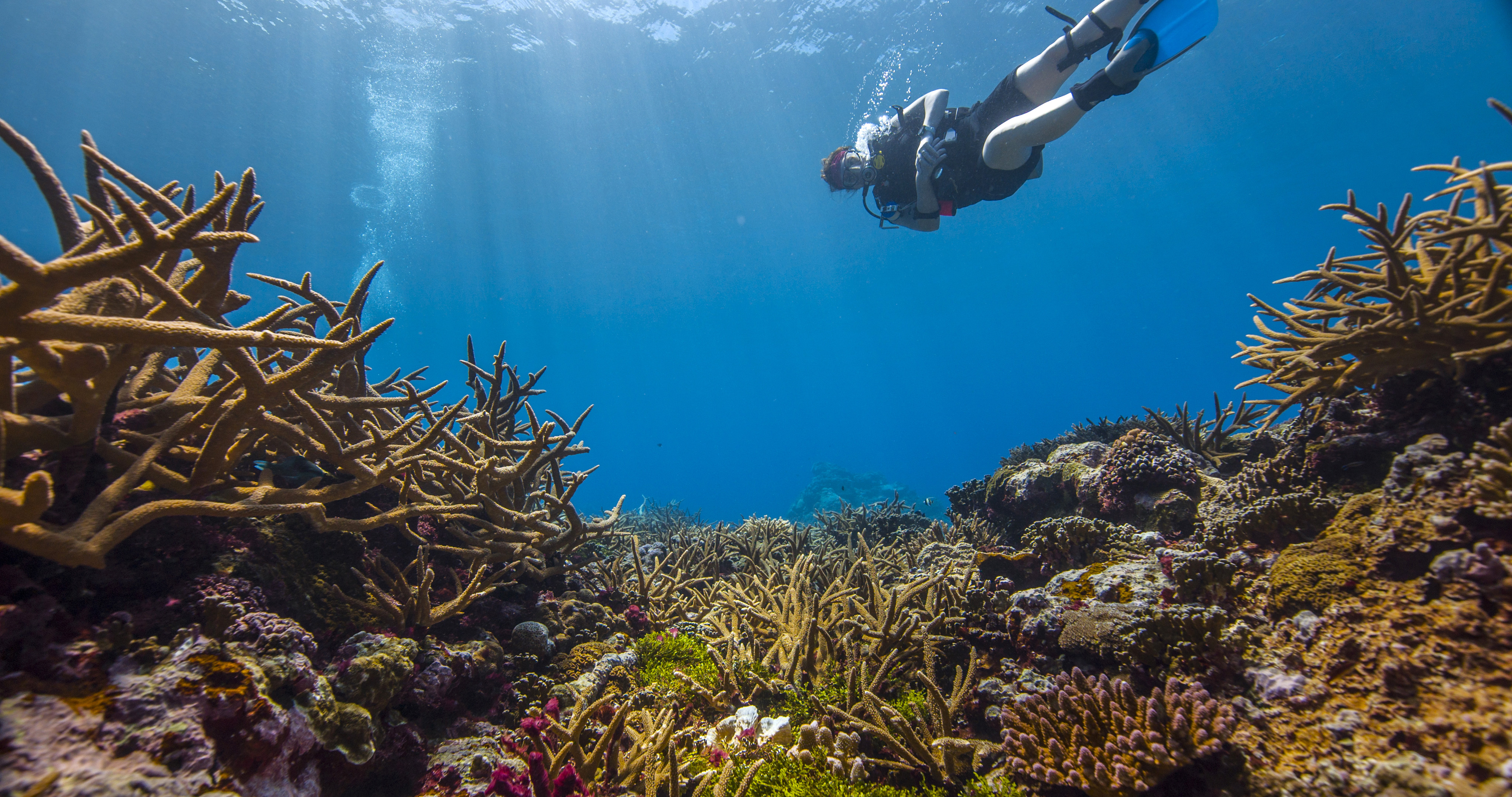 <p>Coral underwater with diver</p>
