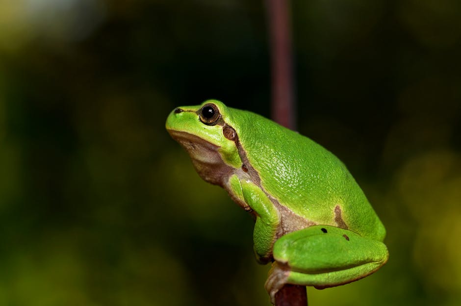 <p>close-up of a frog on plant stem</p>
