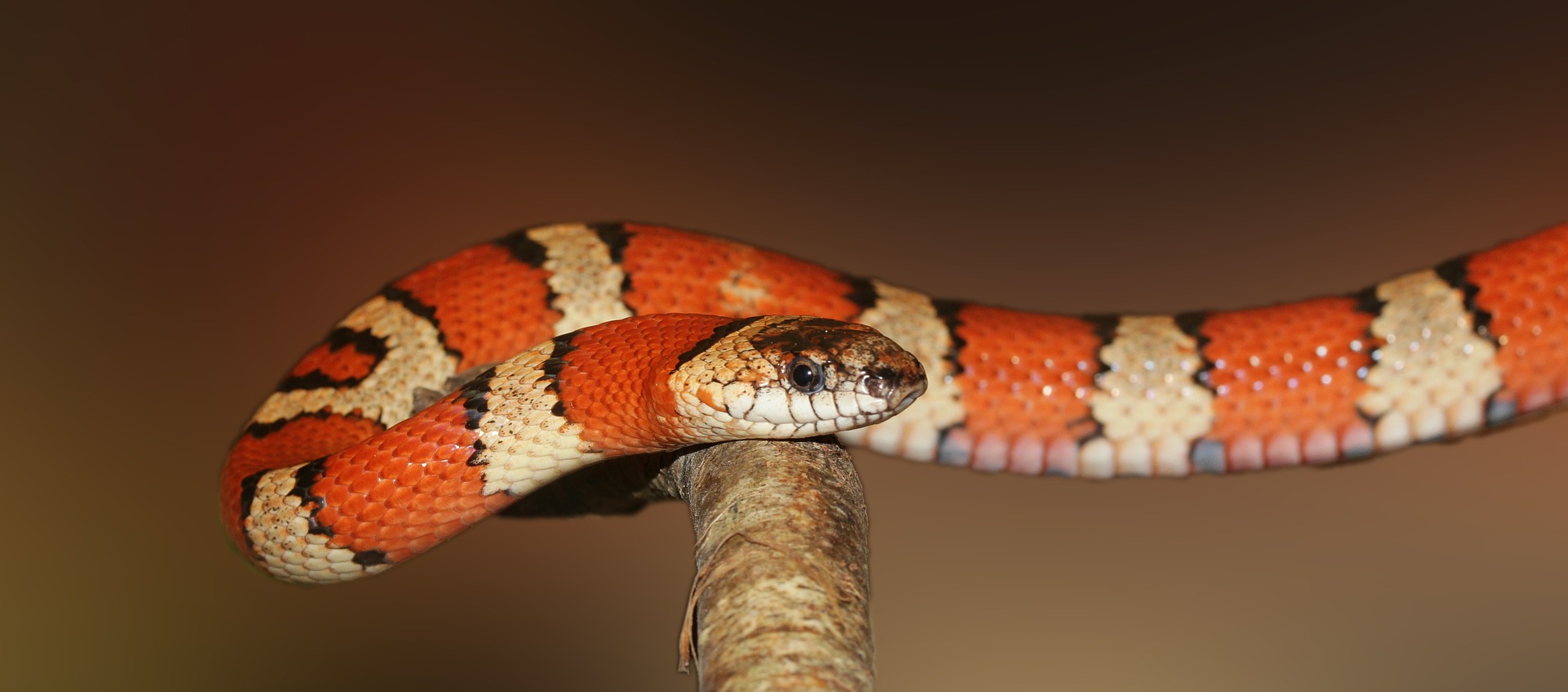 <p>photo of a King snake</p>
