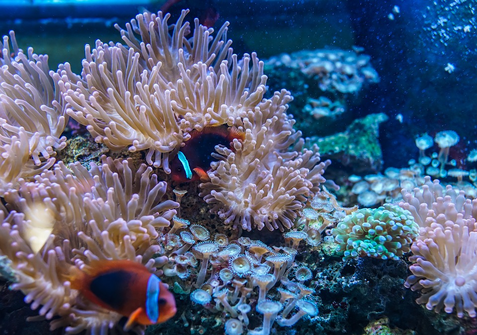 <p>Coral underwater with fish.</p>

