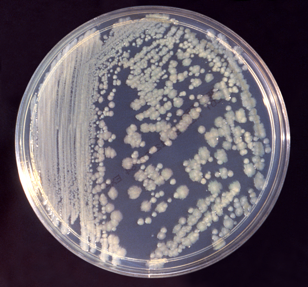 <p>Enterobacter cloacae bacteria in a petri dish</p>
