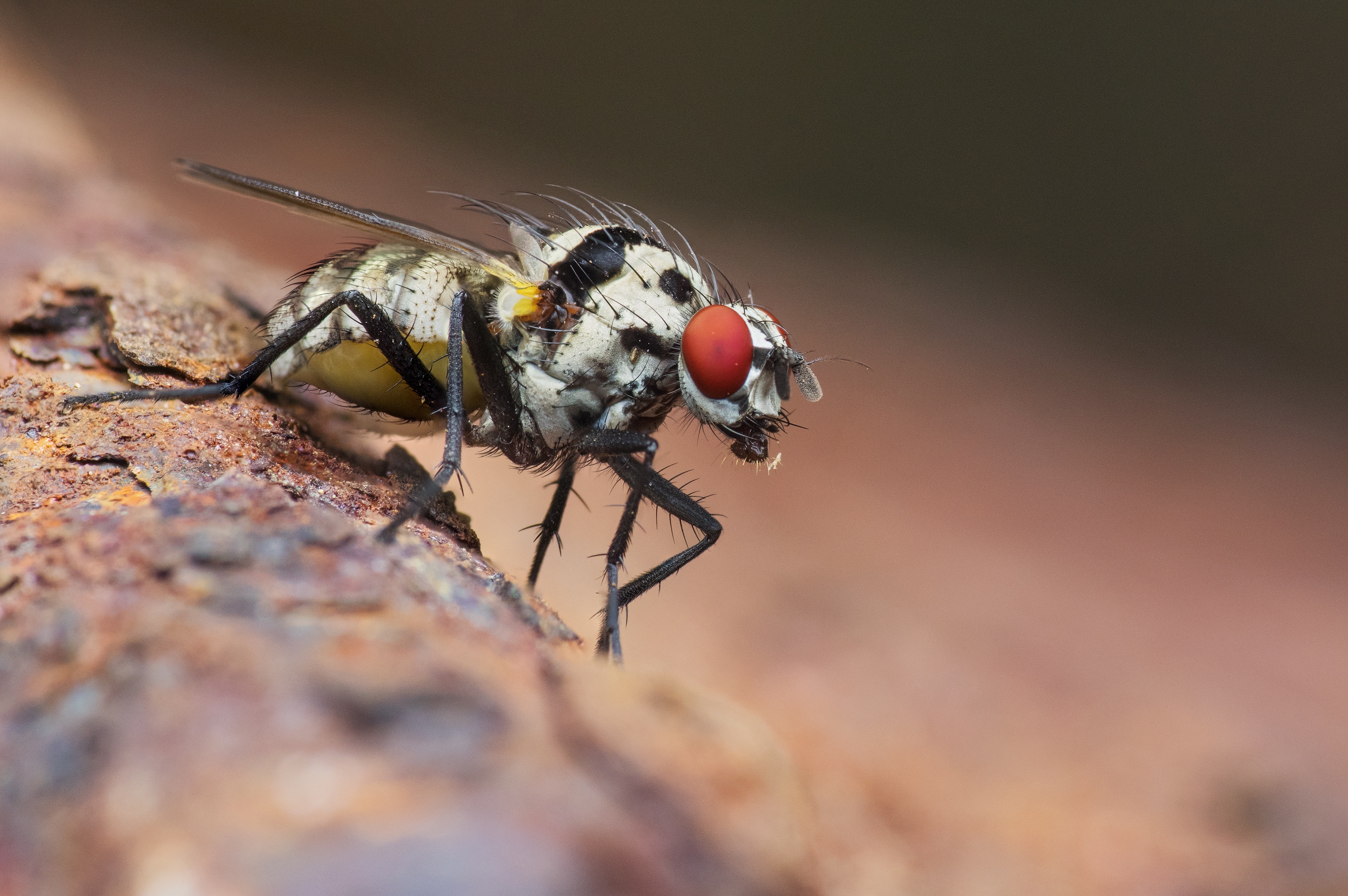 <p>a gray and black fruit fly</p>

