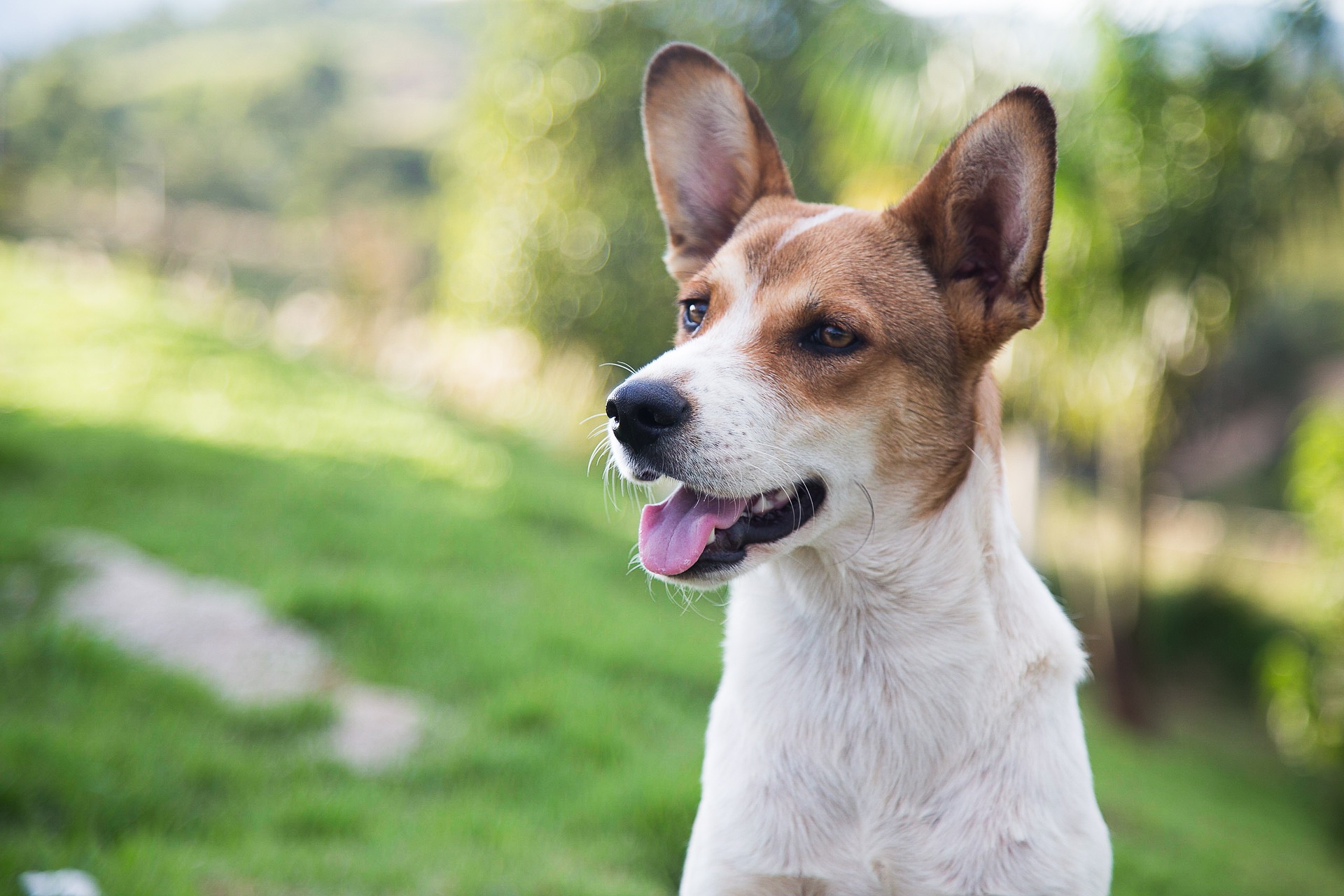 <p>photo of a dog</p>
