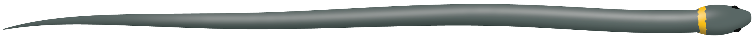 Reptile. Ringneck snake.