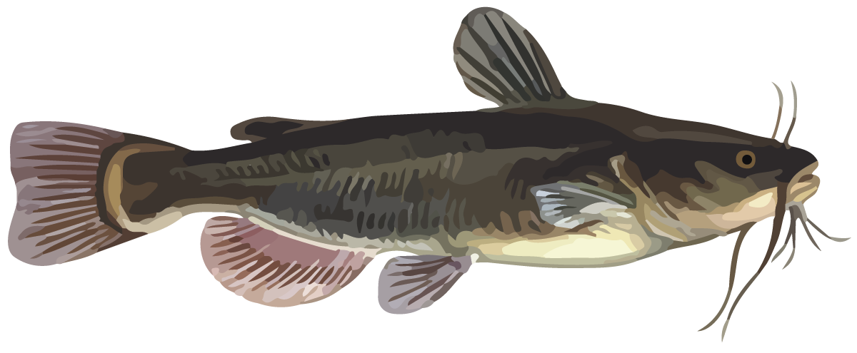 Fish. Catfish.