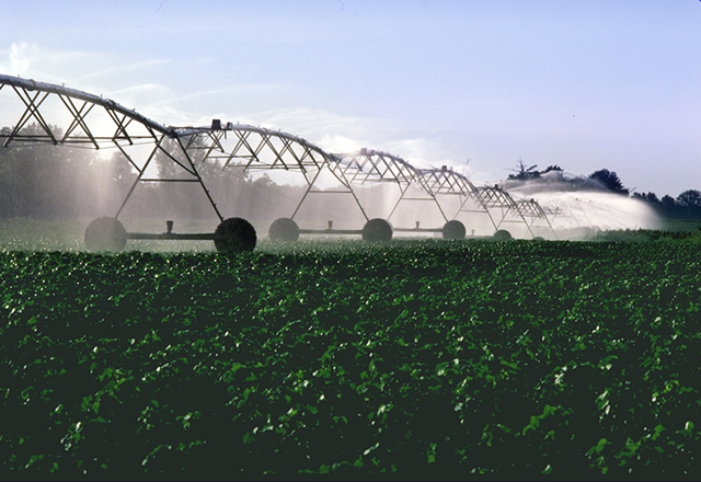 <p>Image of irrigating a field of cotton.</p>
