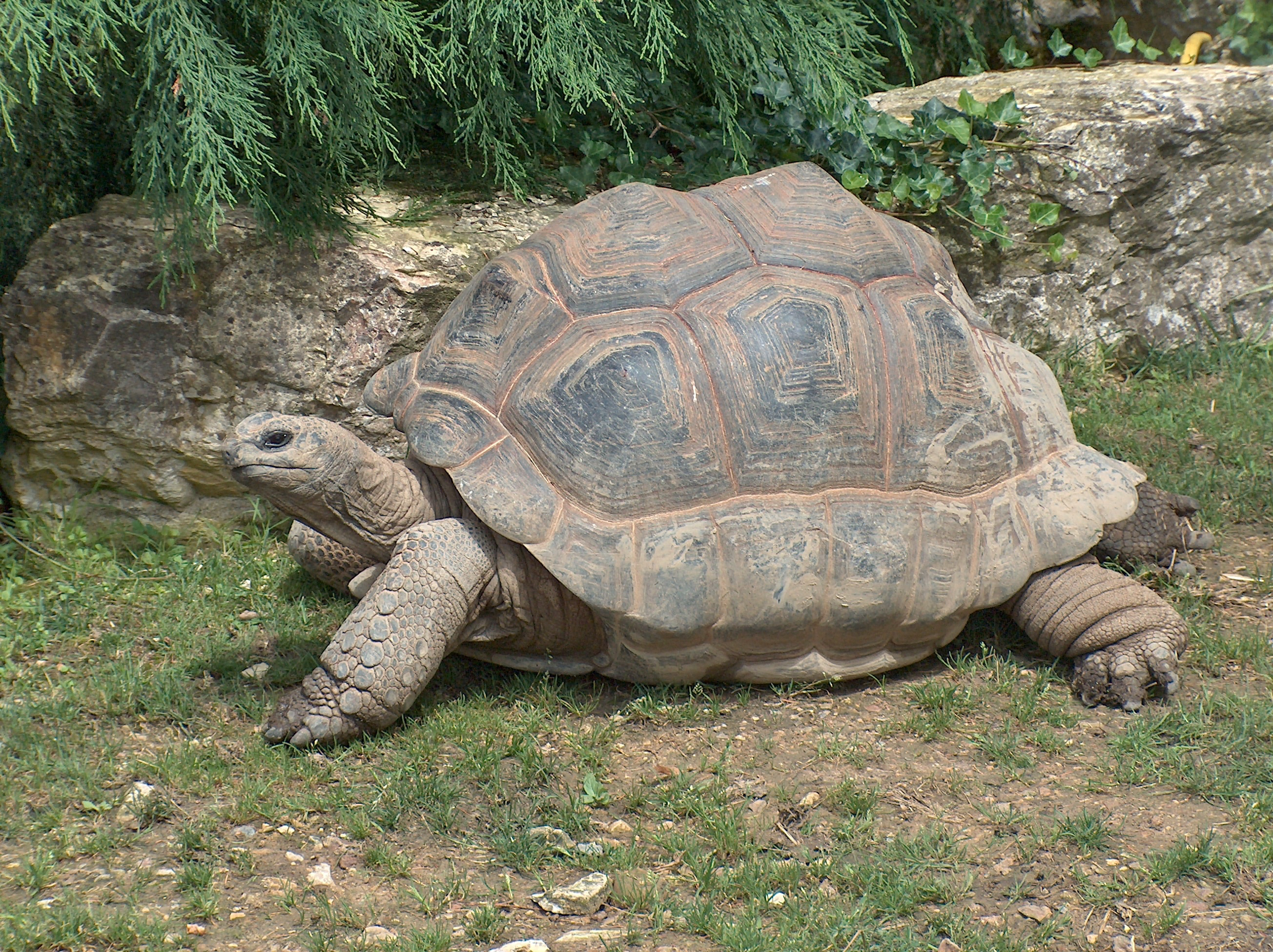 <p>photo of a large tortoise</p>
