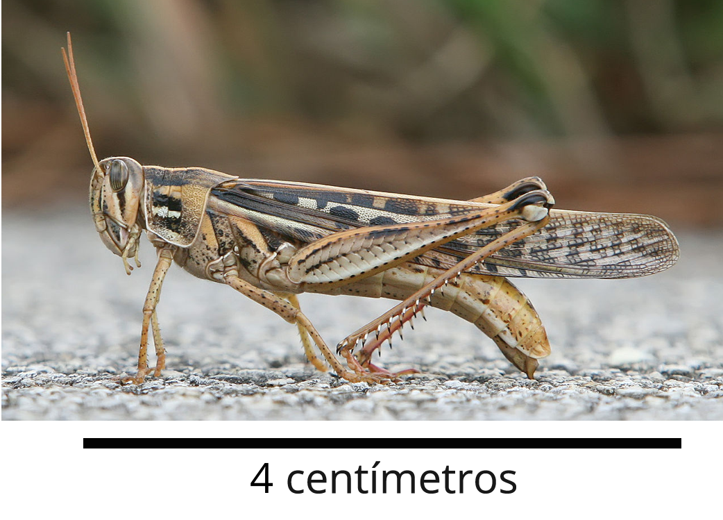 Grasshopper.