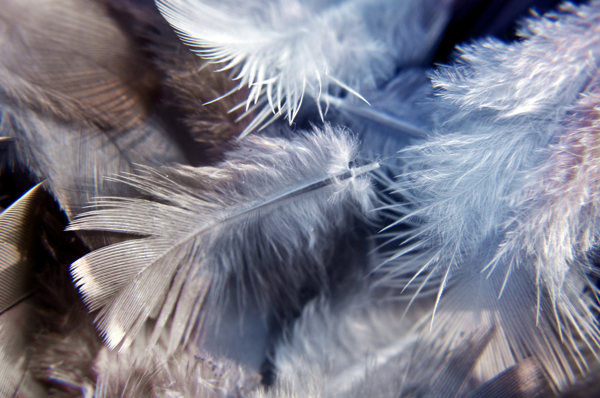 <p>a pile of feathers</p>
