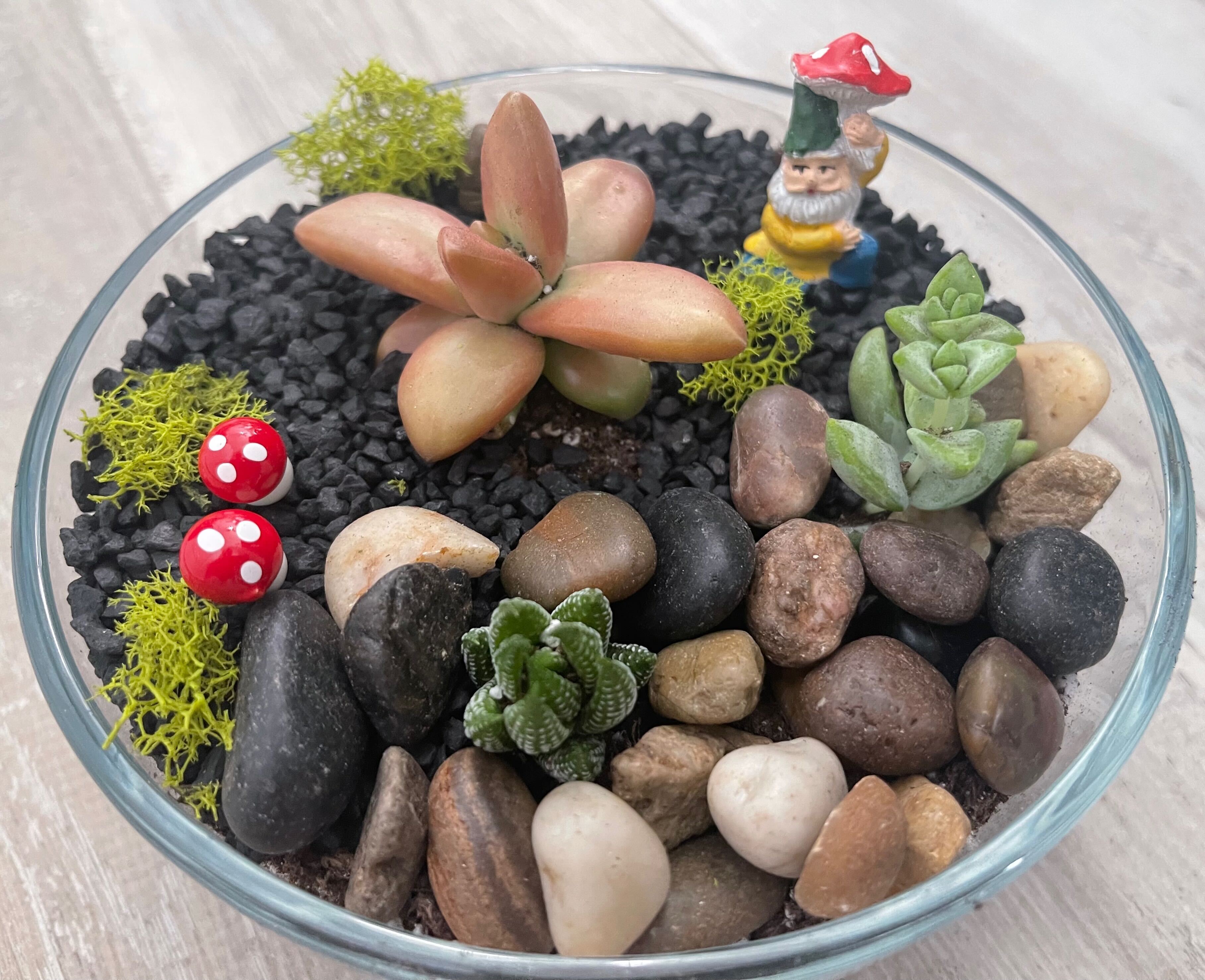 A terrarium is a glass box for growing plants often covered with different kinds of rock and soil