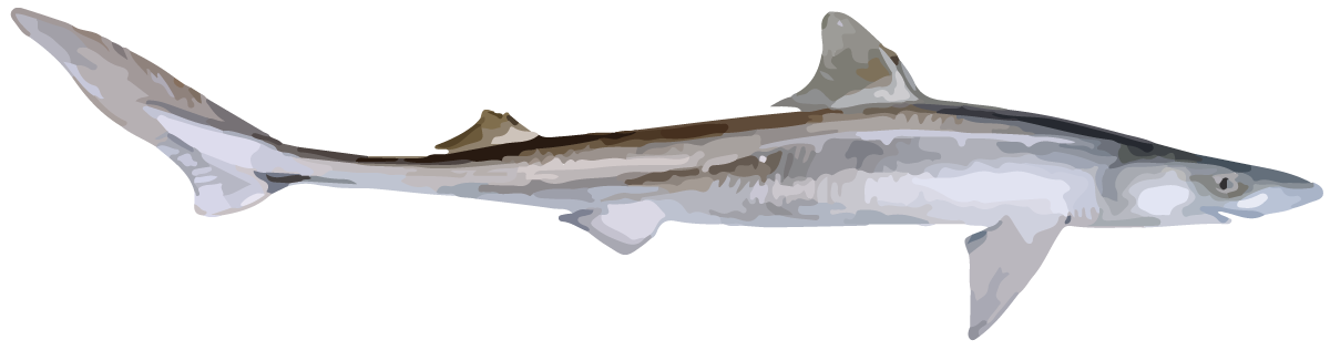 Fish. Spiny Dogfish shark.