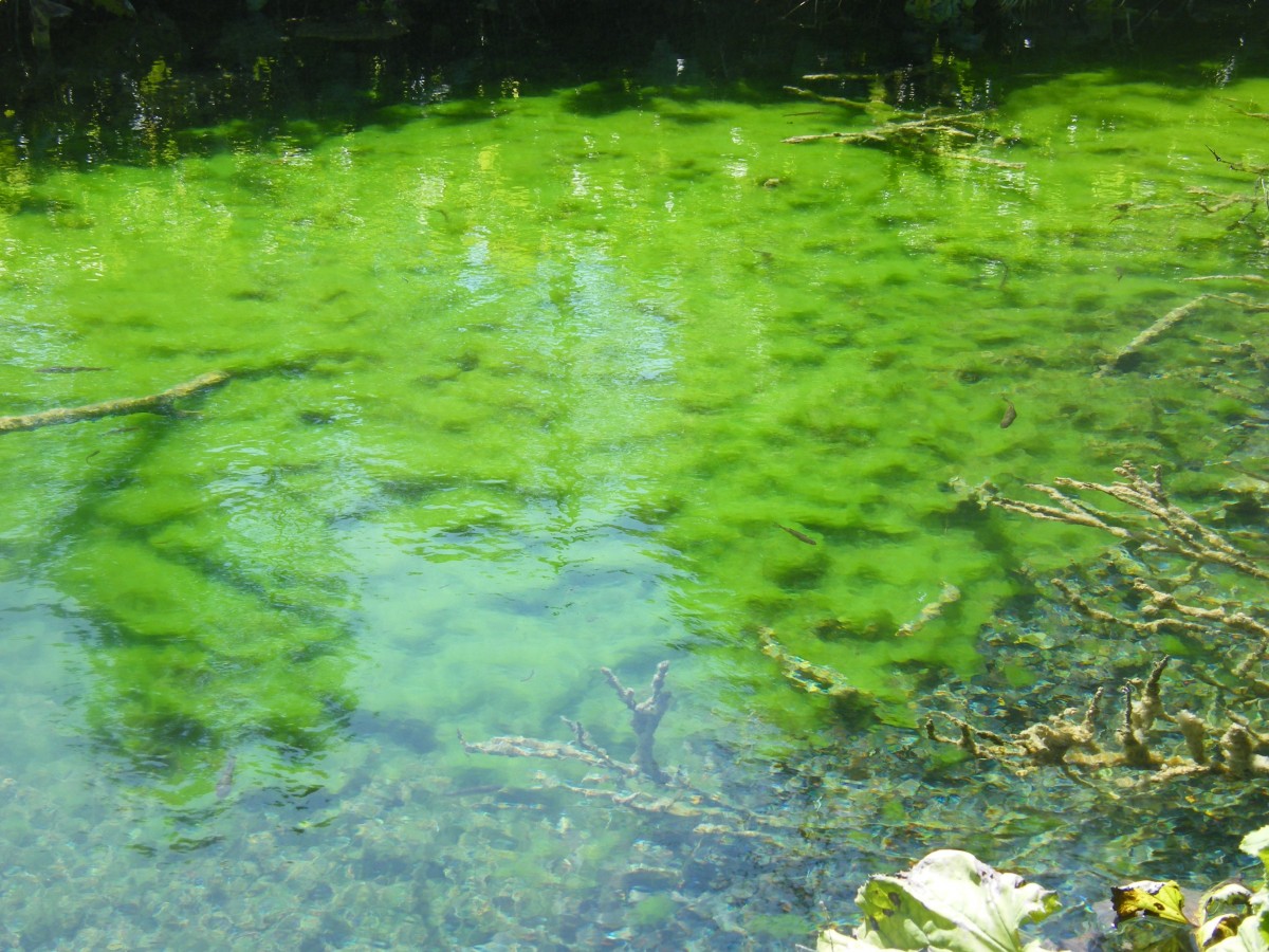 <p>Lake with algae growth.</p>
