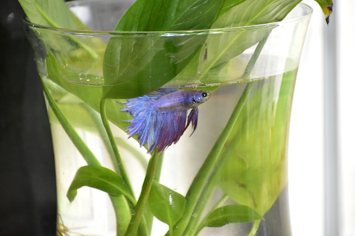 A pet fish.