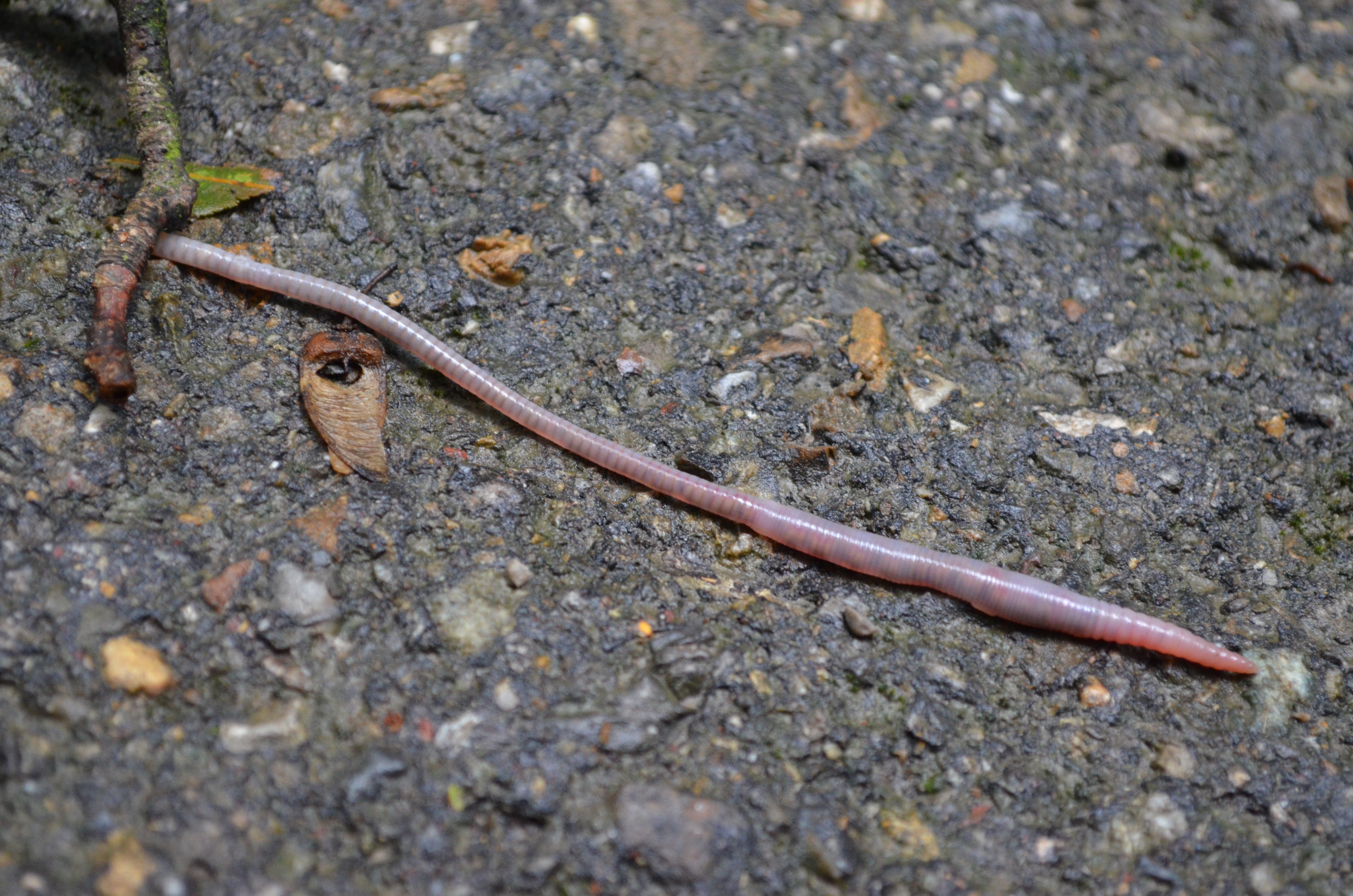 <p>A photograph of an earthworm.</p>
