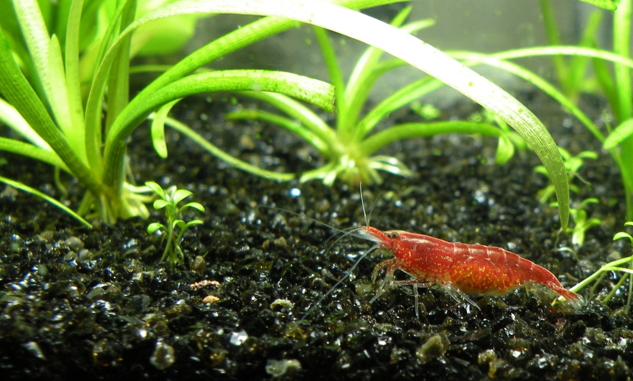 <p>A picture of a shrimp.</p>
