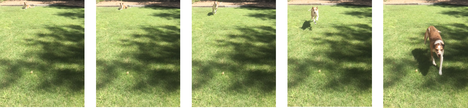 <p>A series of five photos. The first two are identical, depicting the dog sitting far from the camera.  In the next three, the dog moves closer to the camera.</p>
