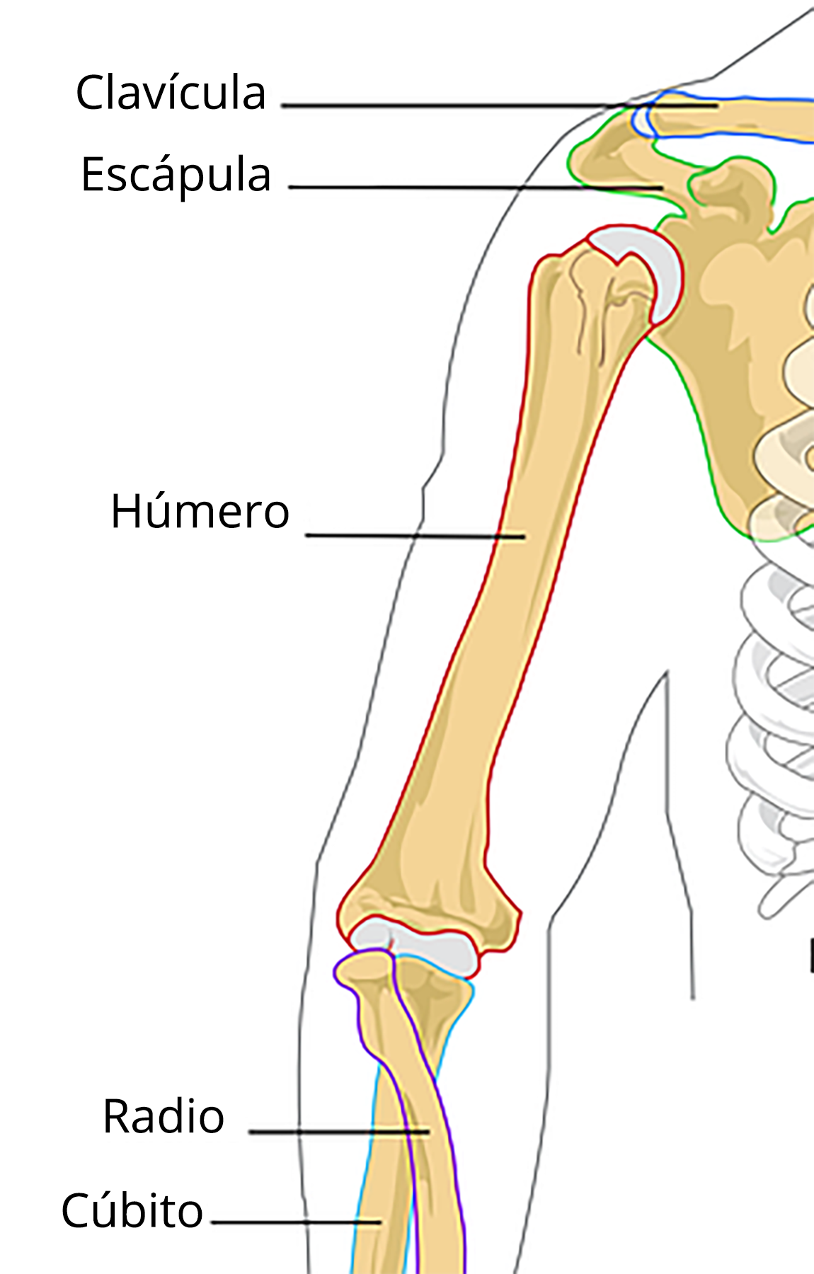 <p>Arm skeletal system</p>
