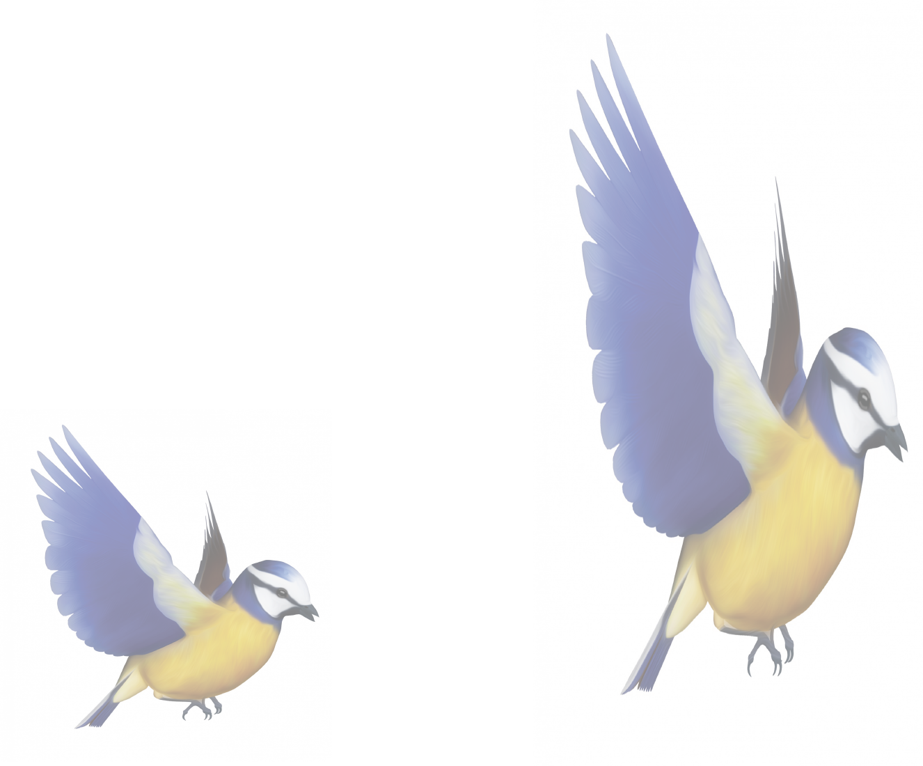 <p>Two images of the same bird. The image on the right is taller and slimmer than the image on the left. </p>
