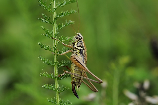 <p>A photo of a cricket.</p>
