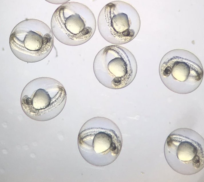 <p>Photograph of fish eggs </p>
