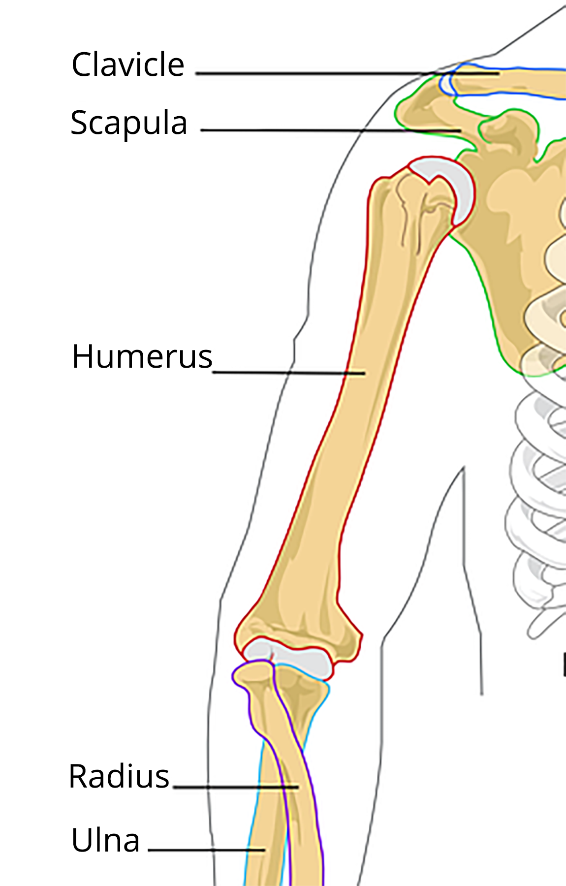 <p>Arm skeletal system</p>
