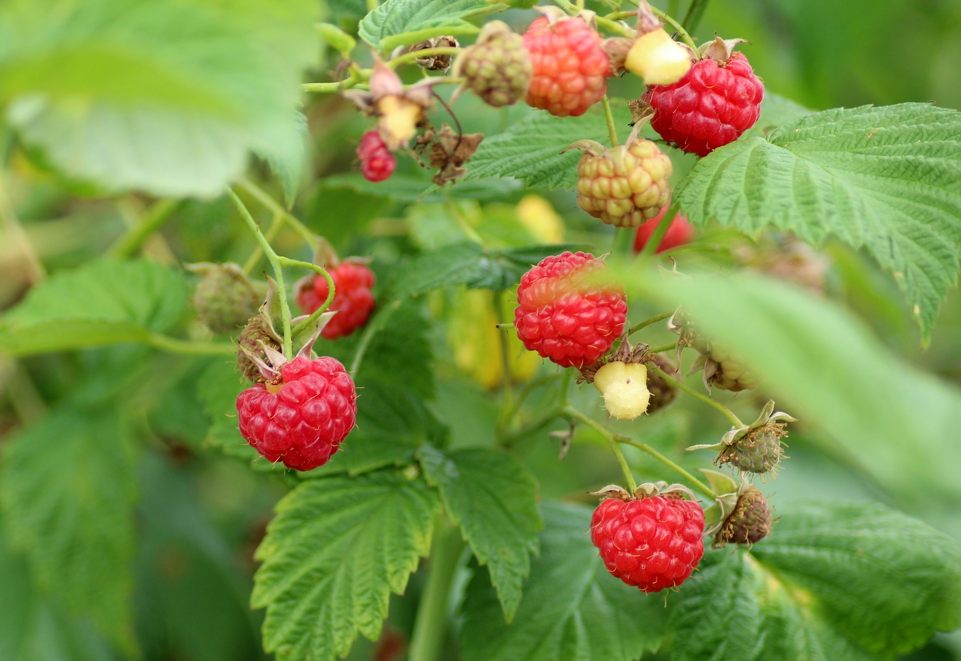 Rasberries.