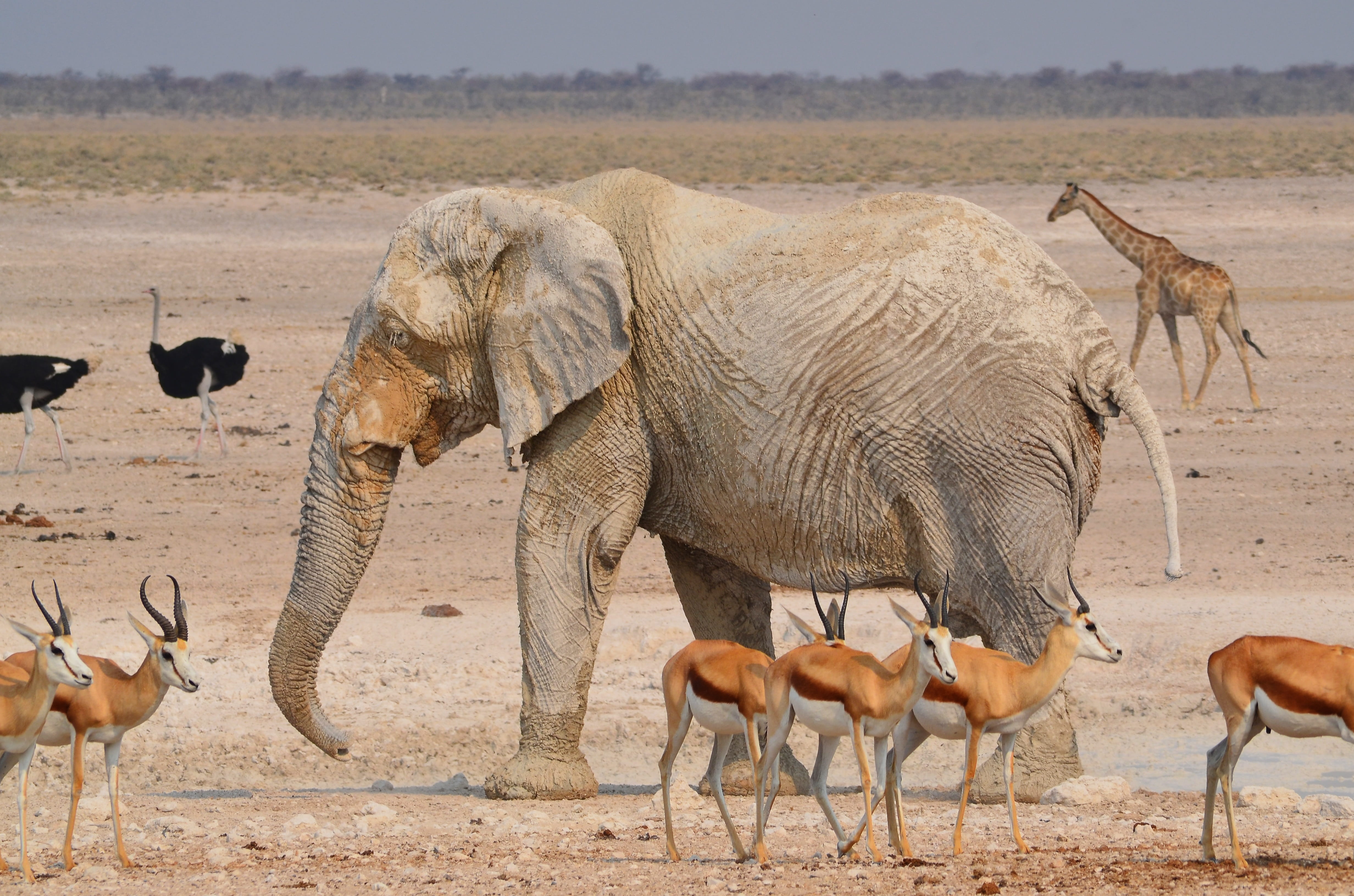 <p>Photograph of animals. 1 elephant, much bigger than the other animals, 3 kinds of animals, more deer than birds.</p>
