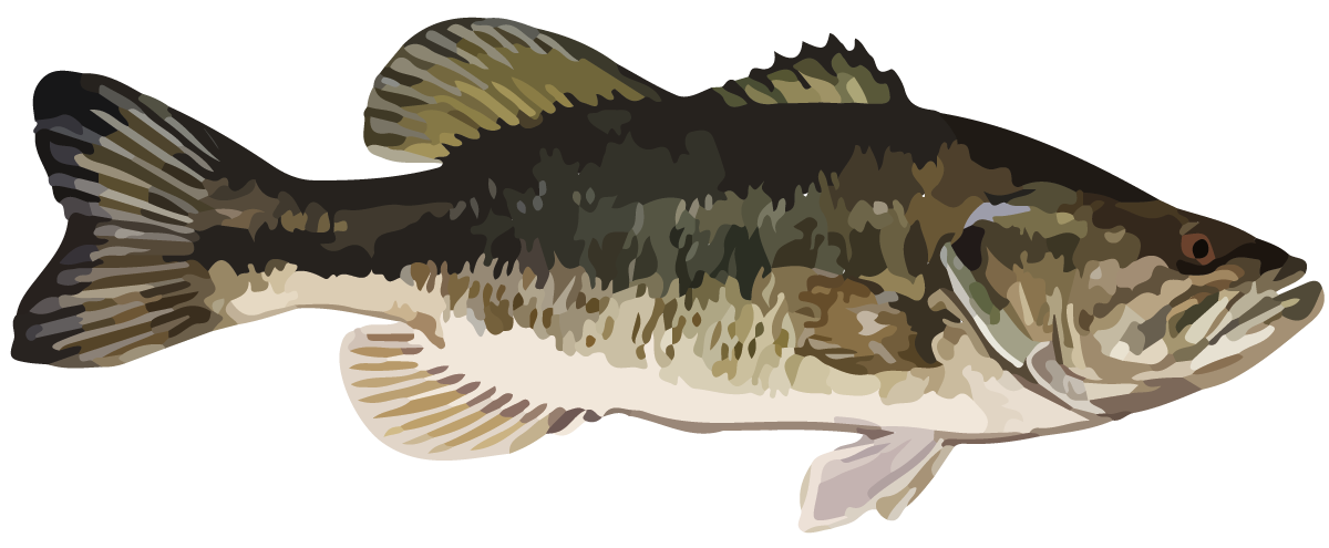 Fish. Largemouth bass.