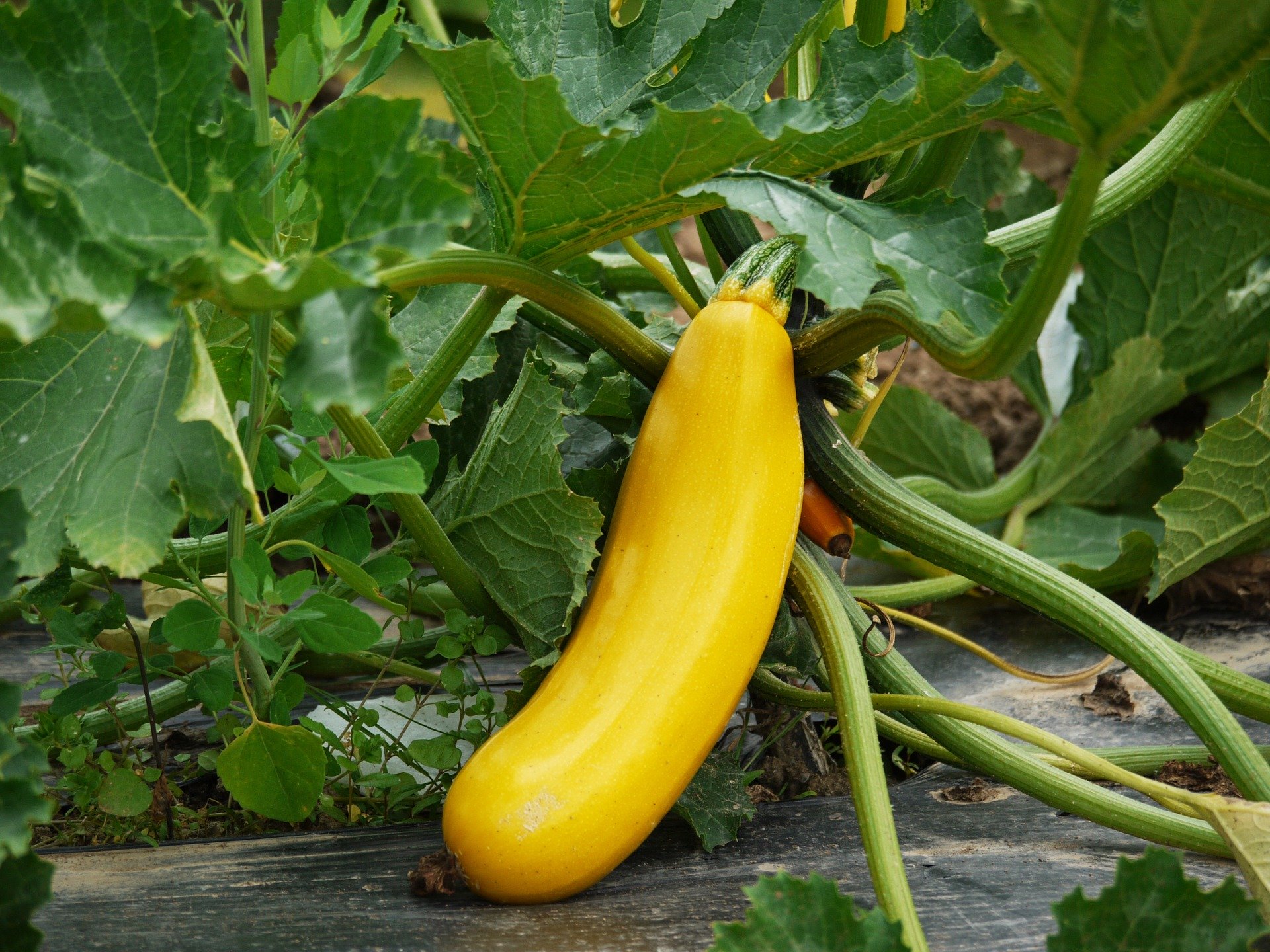 <p>Yellow squash in the garden.</p>
