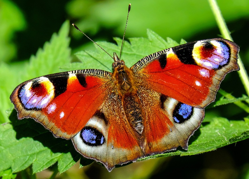 <p>Photograph. Butterfly on a leaf.</p>

