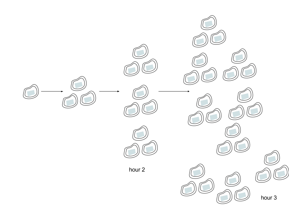 <p>Illustration of bacteria growth.</p>
