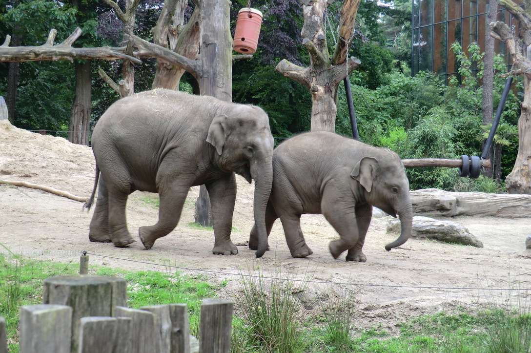 <p>elephants in a zoo</p>
