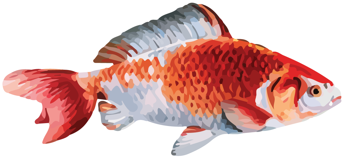 Fish. Koi.