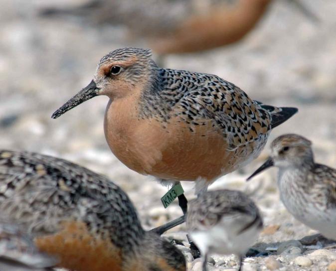 <p>tagged red knot bird</p>
