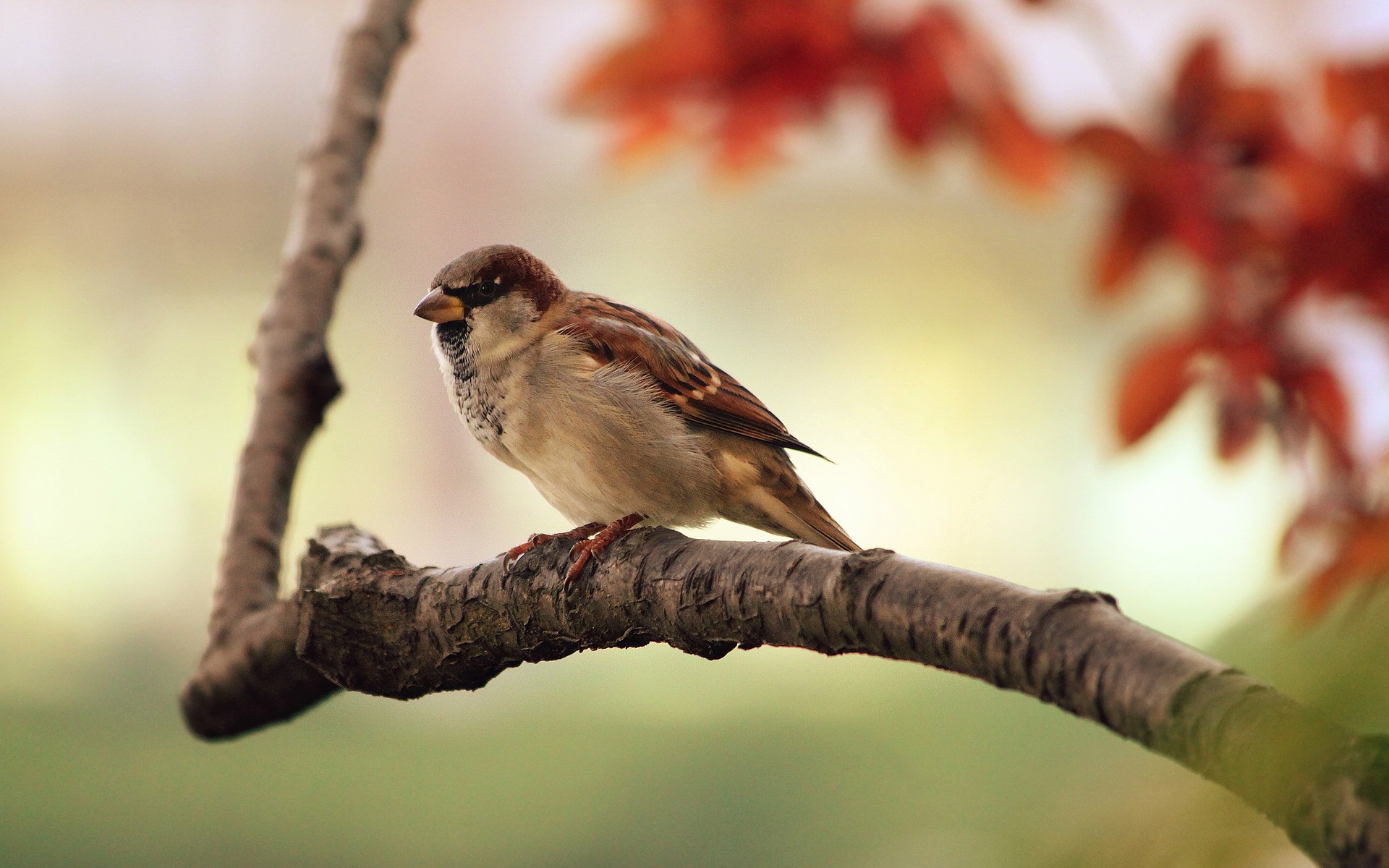 <p>photo of a bird on a branch</p>
