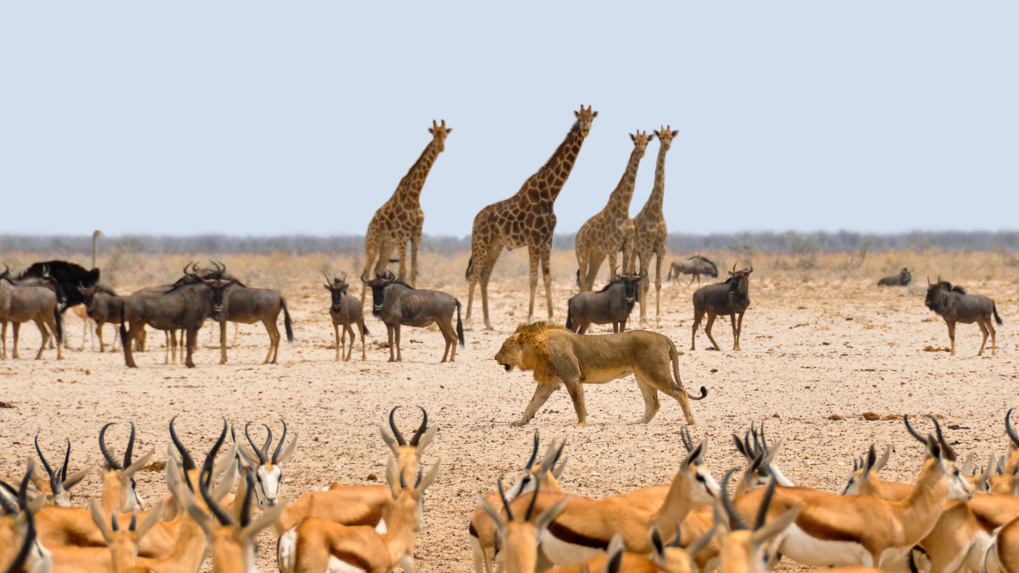 Photograph of different kinds of animals. 4 giraffes, 1 lion. More deer than giraffes.