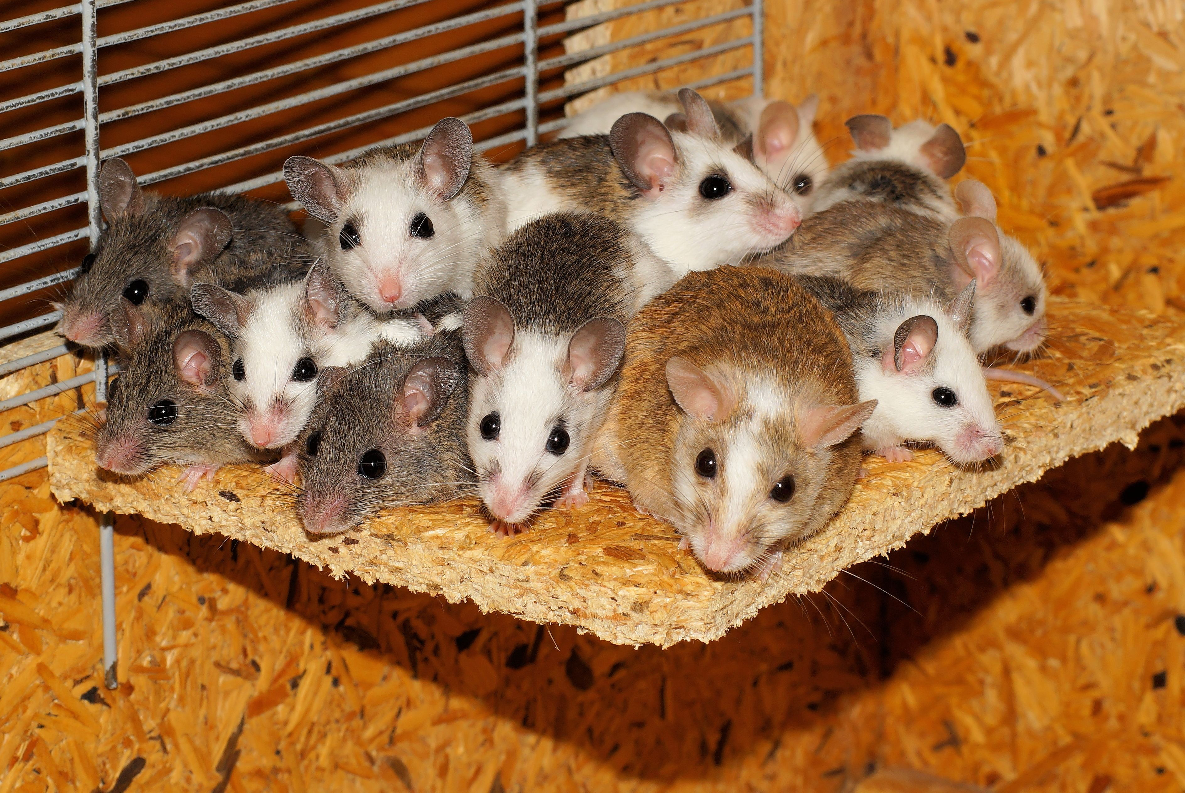 <p>A photograph of many mice</p>
