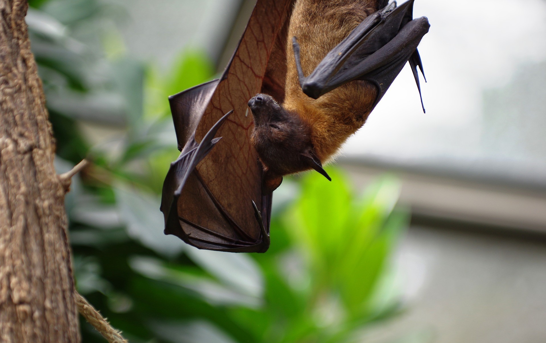 <p>A photo of a bat hanging upside down</p>
