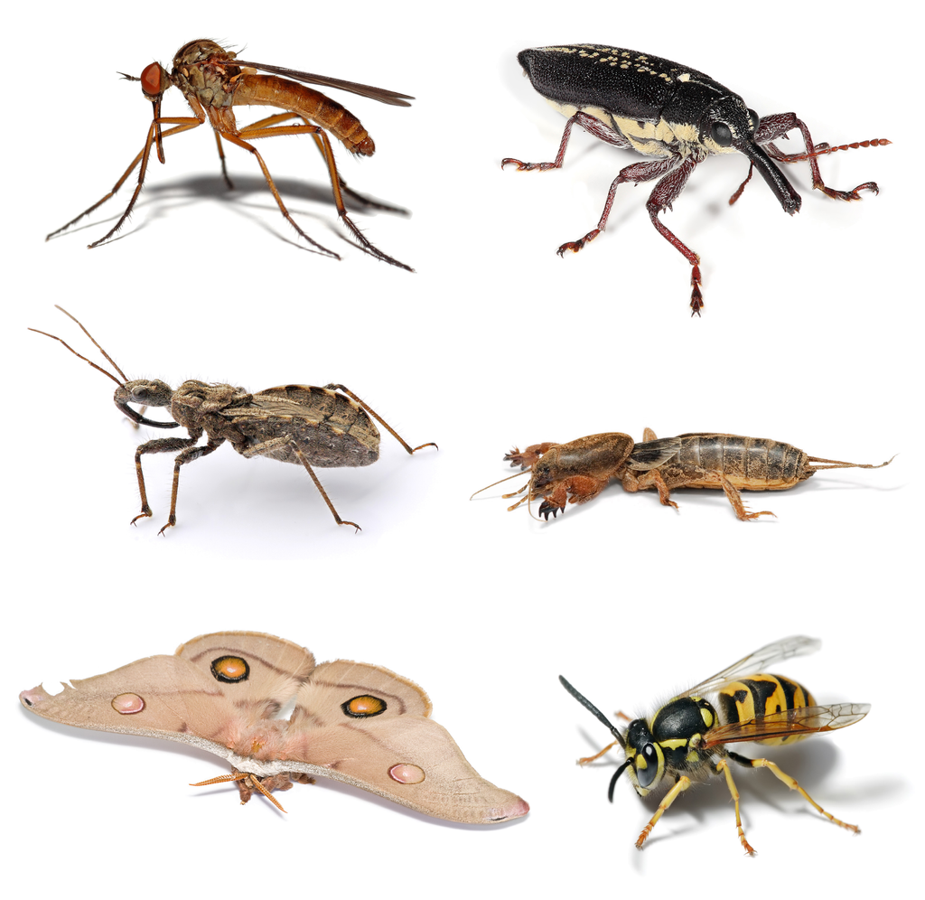 Insects.
