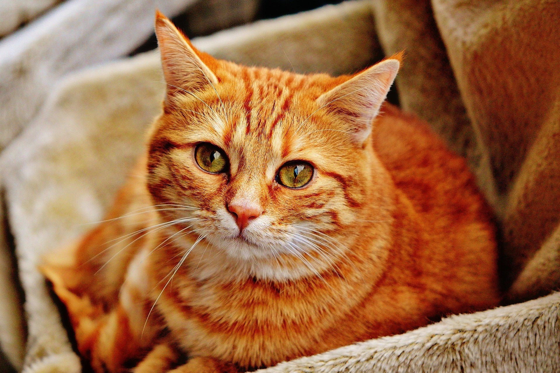 <p>Picture of an orange tabby cat</p>
