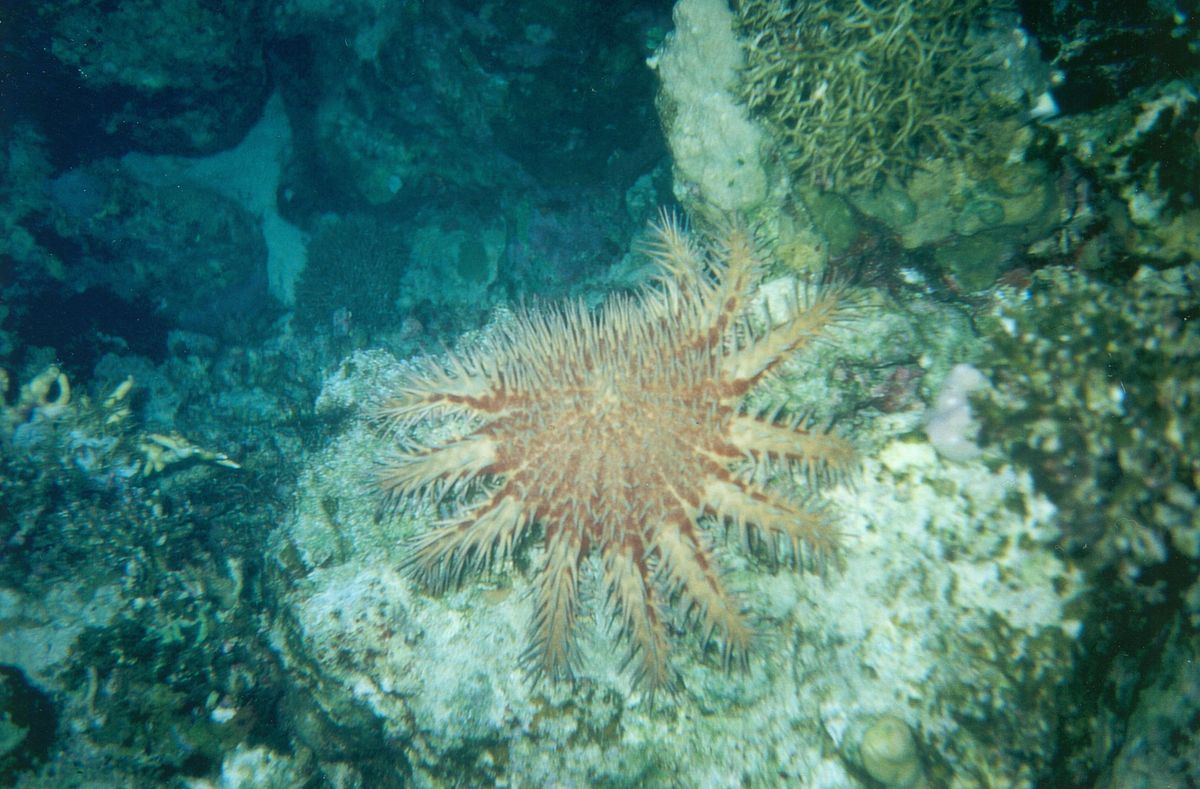 A underwater photo of a starfish covered with many spines.
