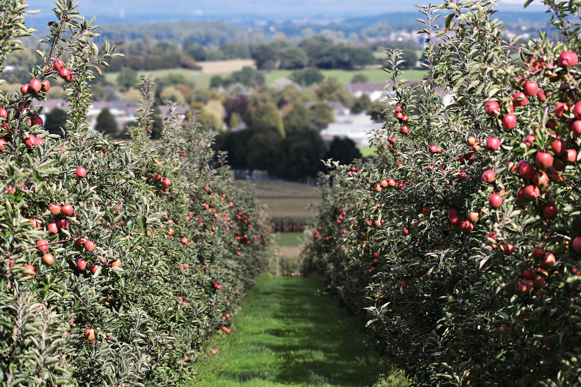 <p>Apple trees in an apple orchard.</p>
