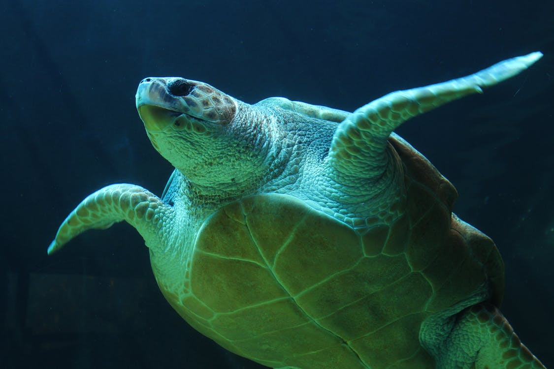 <p>Image of a green sea turtle.</p>
