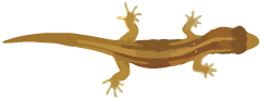 Reptile. Day gecko.