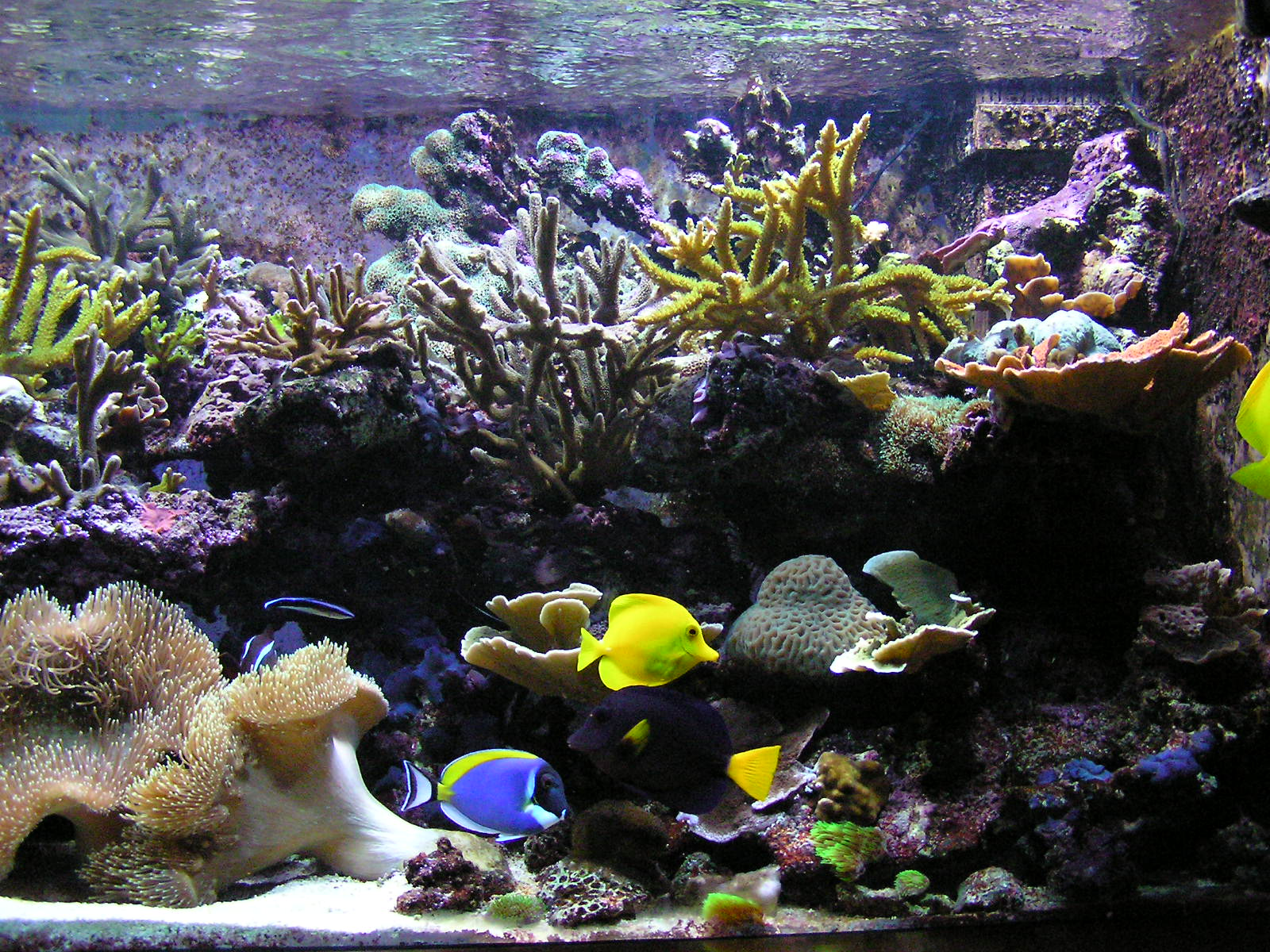 <p>An image of a fish tank.</p>
