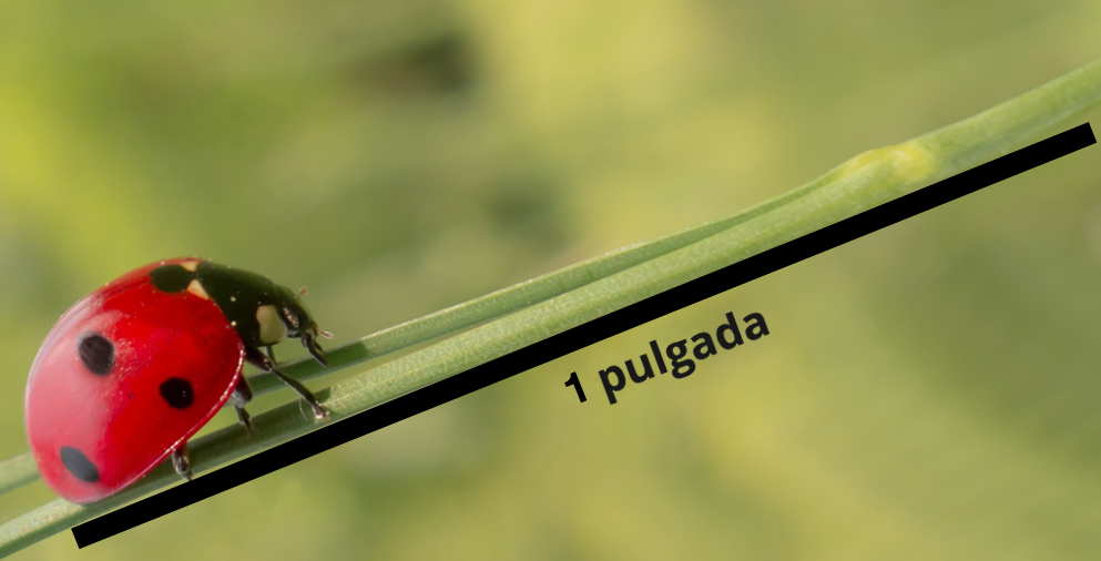 Ladybug on a plant with a section labeled one inch.