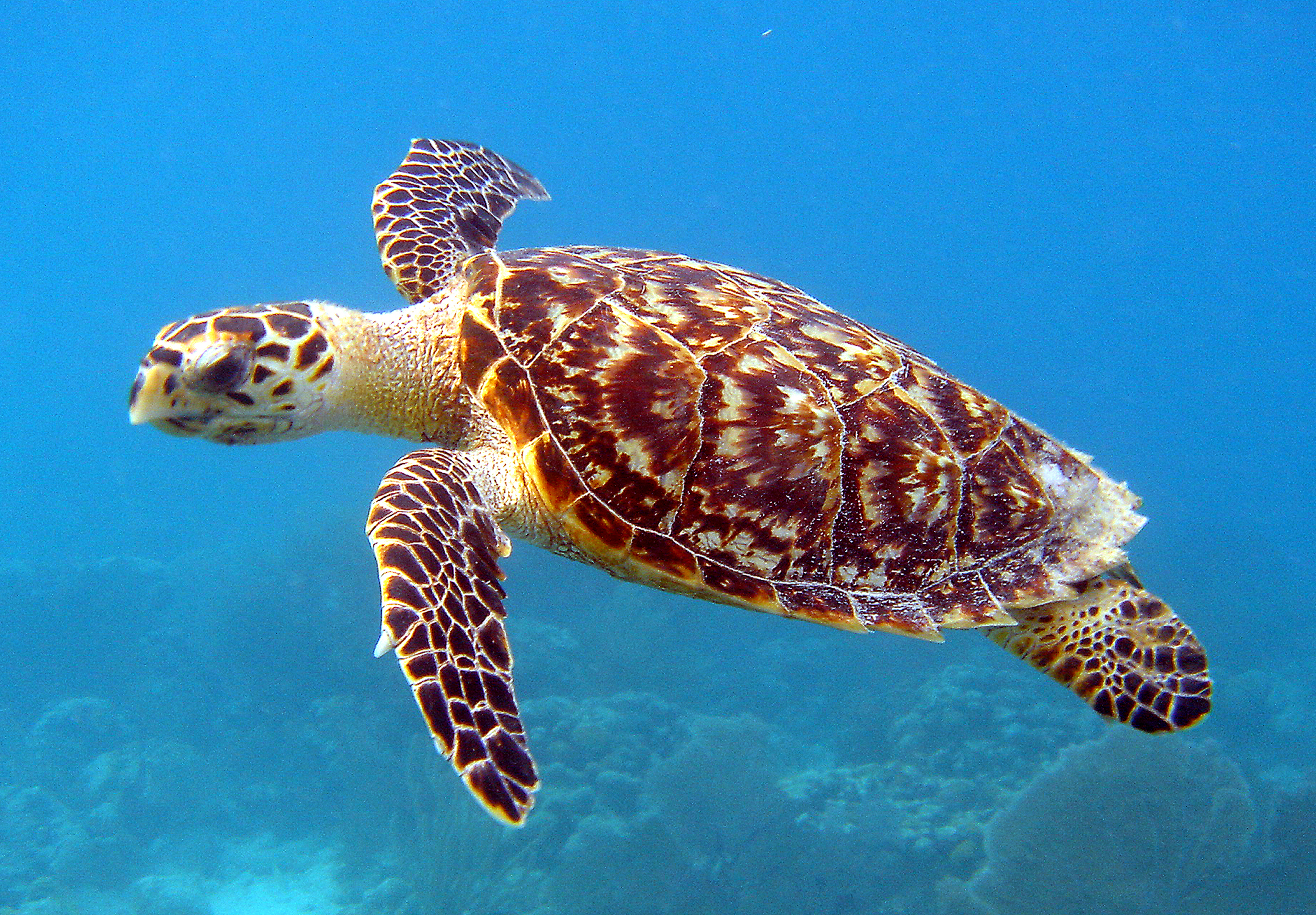 <p>Photograph of a sea turtle.</p>
