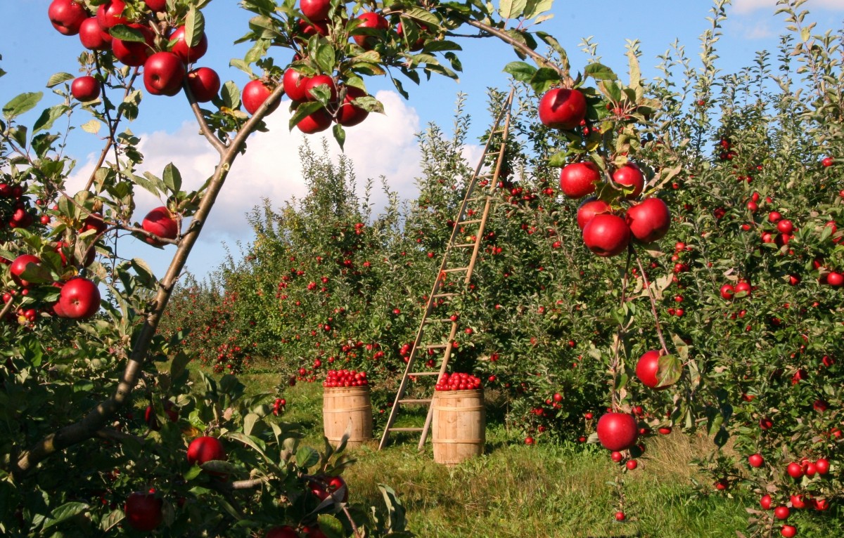 <p>Apple trees in an apple orchard</p>
